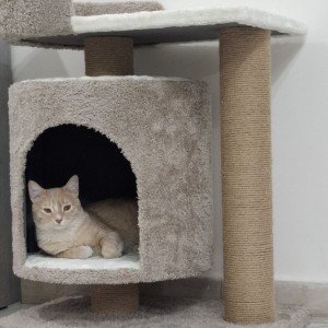 اسکرچر گربه مدل ملودی از برند هاچی