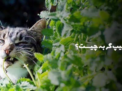کت‌ نیپ چیست؟