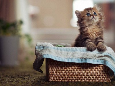 چرا گربه‌ها جعبه‌ها را دوست دارند؟ راز علاقه گربه به کارتن و فضاهای بسته