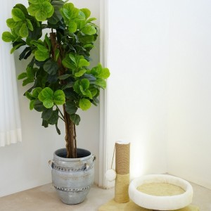 اسکرچر گربه مدل وانیلا از برند هاچی