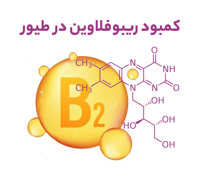 کمبود ریبوفلاوین در طیور