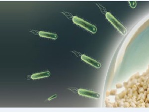 مایکوتوکسین های تریکوتسن (TCT) یک گروه شیمیایی از متابولیت های قارچی هستند که ساختار پایه یکسانی دارند و به وسيله جنس های مختلف از قارچ هایی...