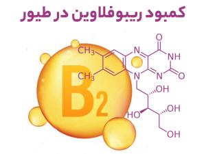 بسیاری از بافت ها ممکن است تحت تأثیر کمبود ریبوفلاوین قرار گیرند، اگرچه اپیتلیوم و غلاف میلین برخی از اعصاب اصلی اهداف اصلی هستند. تغییرات...
