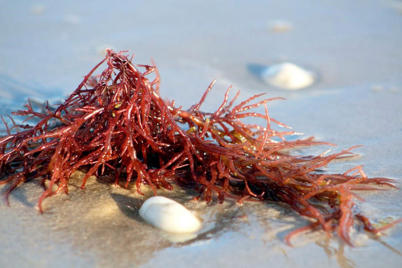 همه چیز درباره کاراگینان (carrageenan) و کاربردهای آن - آریانا شیمی