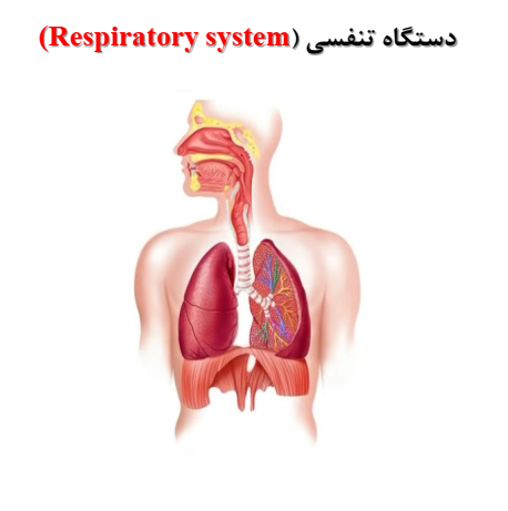 دانلود آناتومی دستگاه تنفسی