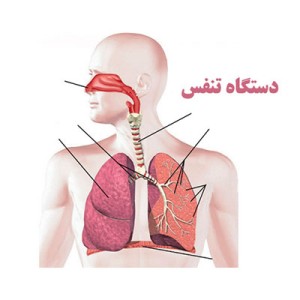 دستگاه تنفسی