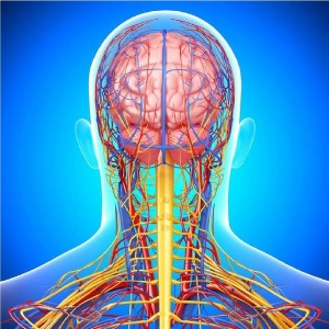 دستگاه عصبی