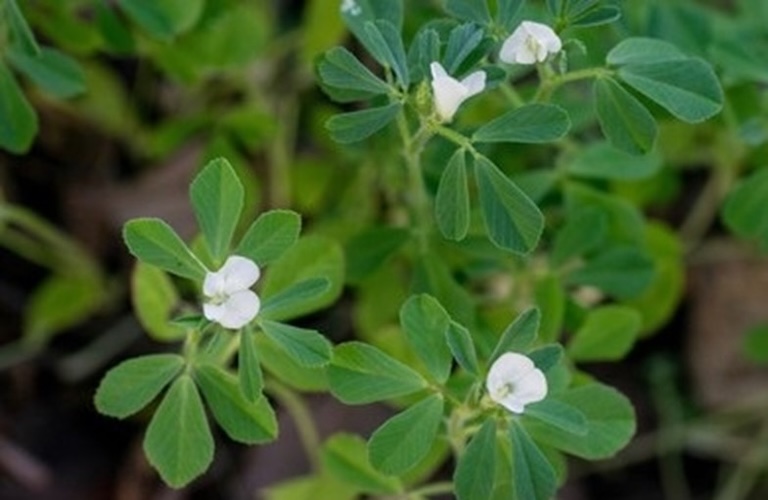 معجزه روغن تخم شنبلیله، از کنترل قند خون تا تقویت موها