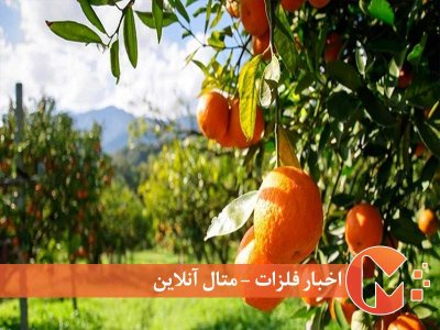 صادرات ‌مرکبات به چین