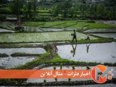 محصولات کشاورزی۸۰ درصد از صادرات ایران به روسیه است