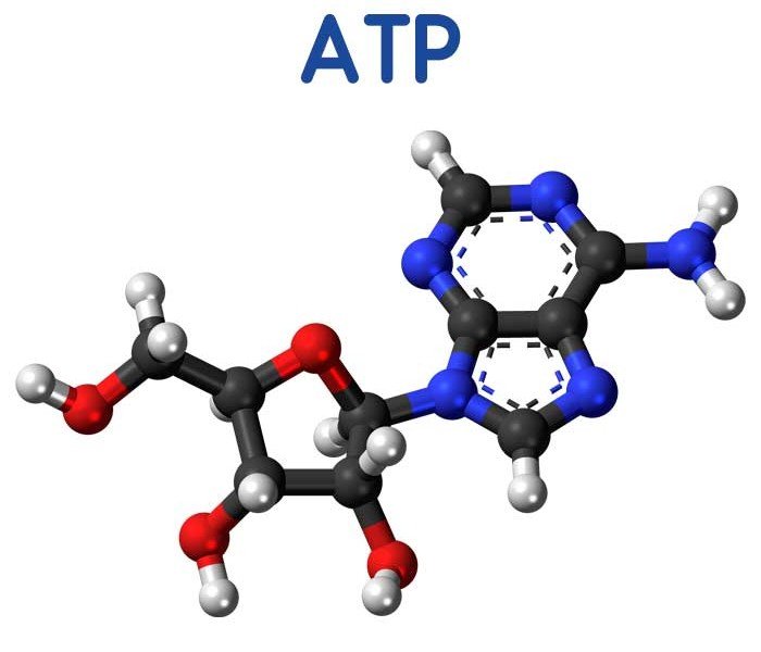 آدنوزین تری فسفات یا ATP چیست؟