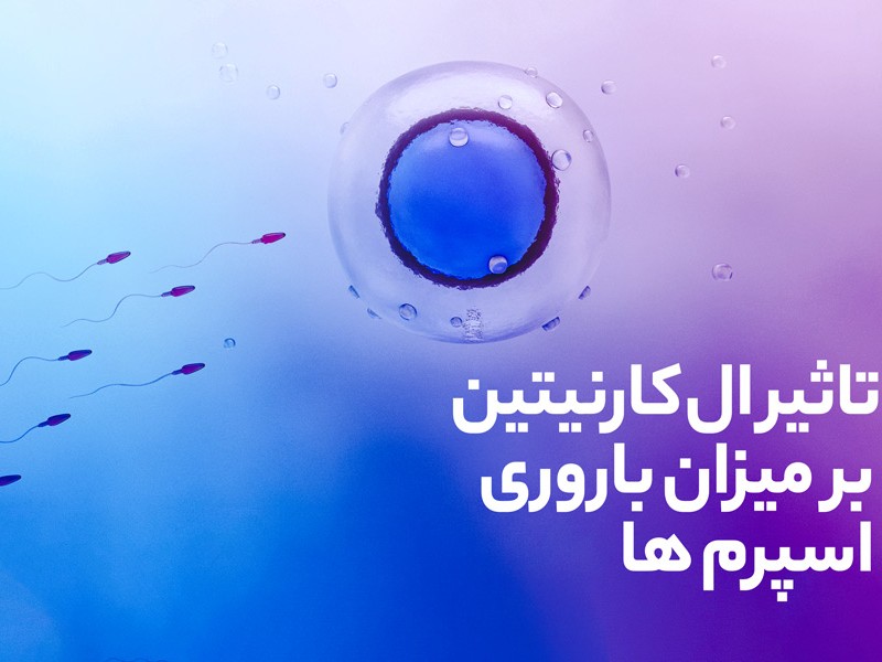 بررسی تاثیر ال کارنیتین در باروری و قوای جنسی مردان