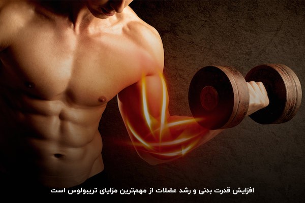 مکمل تریبولوس؛ افزایش سطح تستوسترون و کمک به رشد عضلات