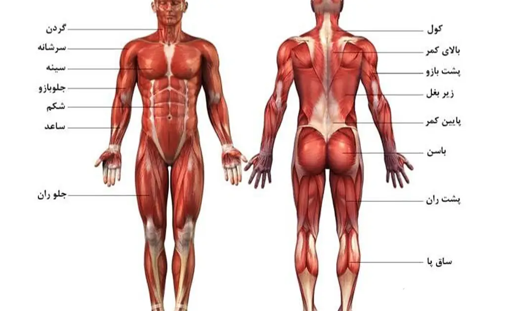 عضلات بدن در بدنسازی