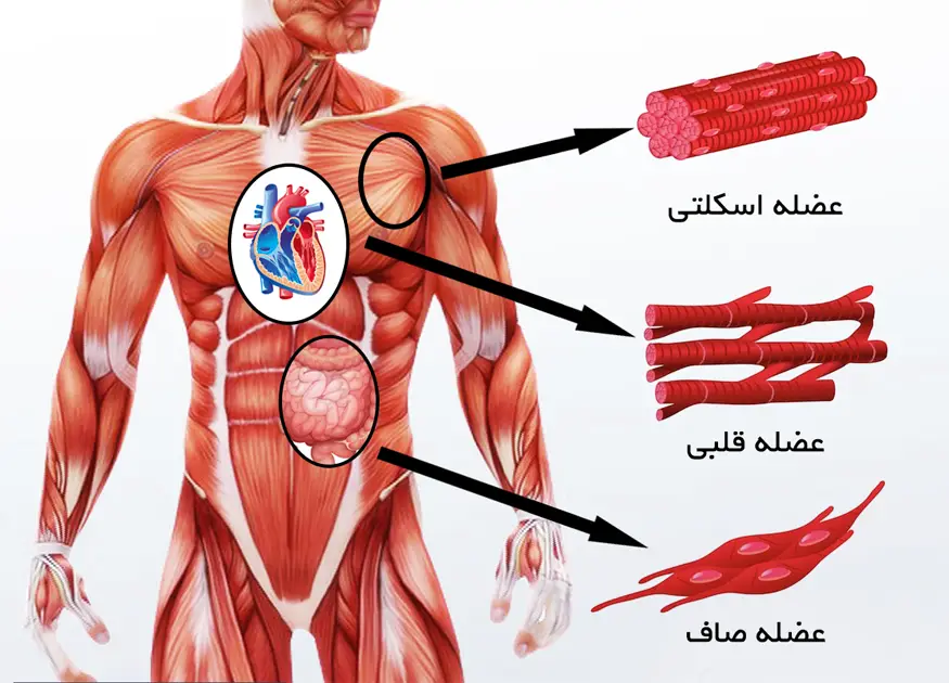 عضلات از نظر ساختار