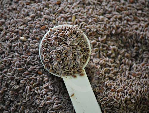 اسفرزه چیست