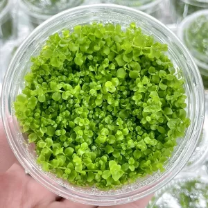 بذر چمن آکواریوم مونت کارلو