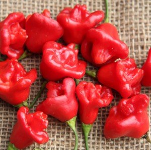 بذر فلفل زنگوله ای (تند) 1