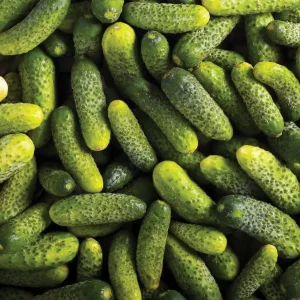 بذر خیار خاردار 2