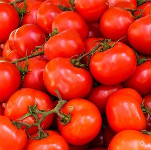 بذر گوجه فرنگی فالکون 1