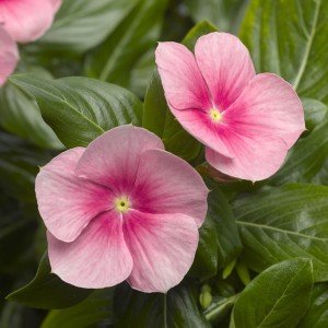 بذر گل پریوش 1