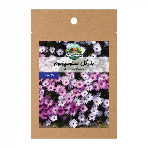 بذر گل استئوسپرموم پاکوتاه