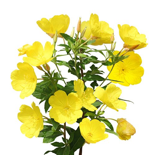 بذر گل مغربی پا بلند زرد