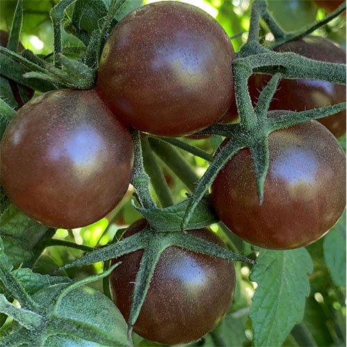 گوجه گیلاسی شکلاتی