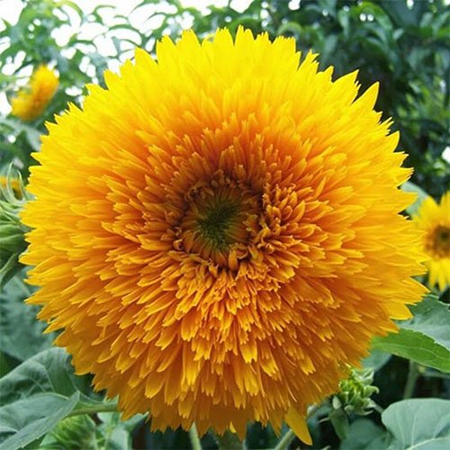 آفتابگران توپی