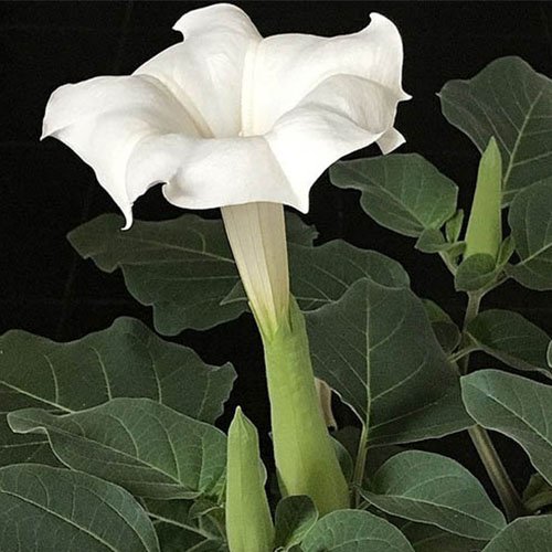 بذر گل داتوره  پا بلند  سفید