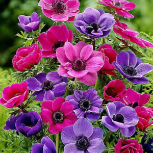 بذر گل شقایق نعمانی 1