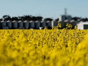 اهمیت و ویژگی های بذر - بزرگترین شرکت های تولید بذر در جهان کدامند؟