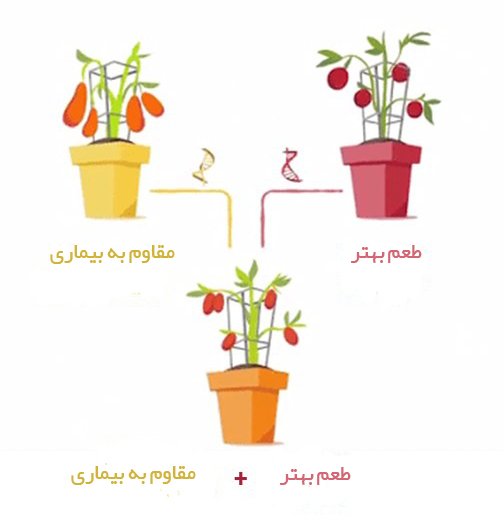 اصلاح گیاهان