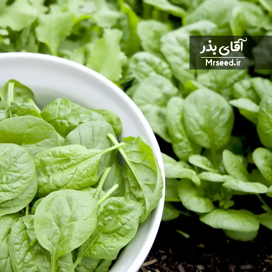 بذر بیبی اسفناج هلندی