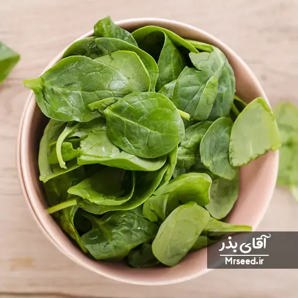 بیبی اسفناج baby spinach