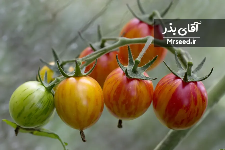 گوجه گیلاسی دو رنگ