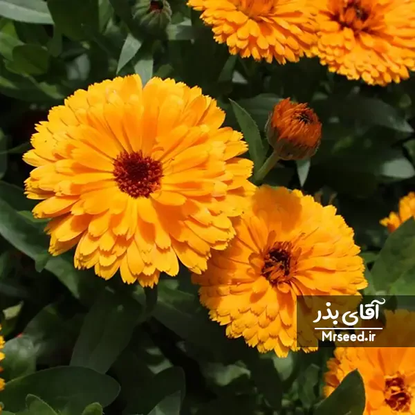 گل همیشه بهار calendula