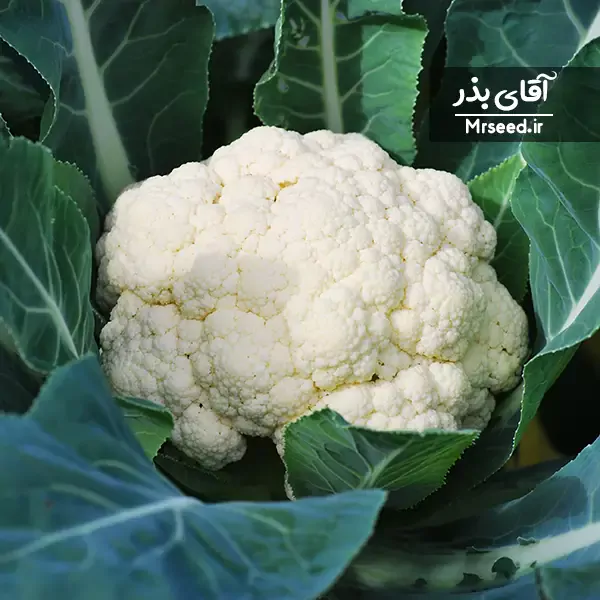 گل کلم cauliflower