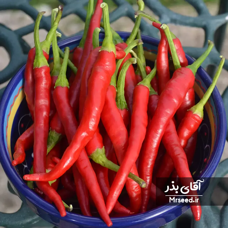 فلفل کاین cayenne pepper