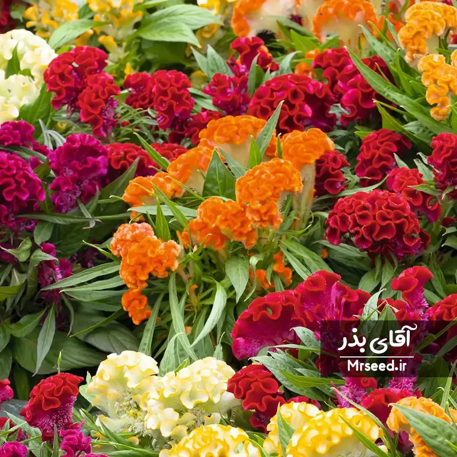 گل تاج خروس  celosia