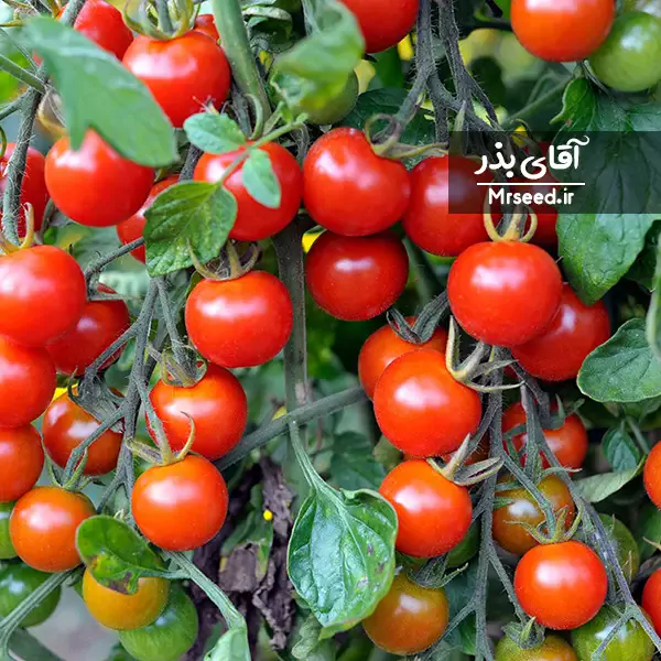 گوجه چری یا گیلاسی  Cherry tomato