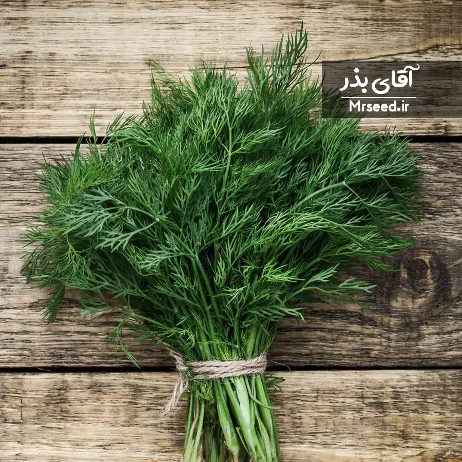 شوید