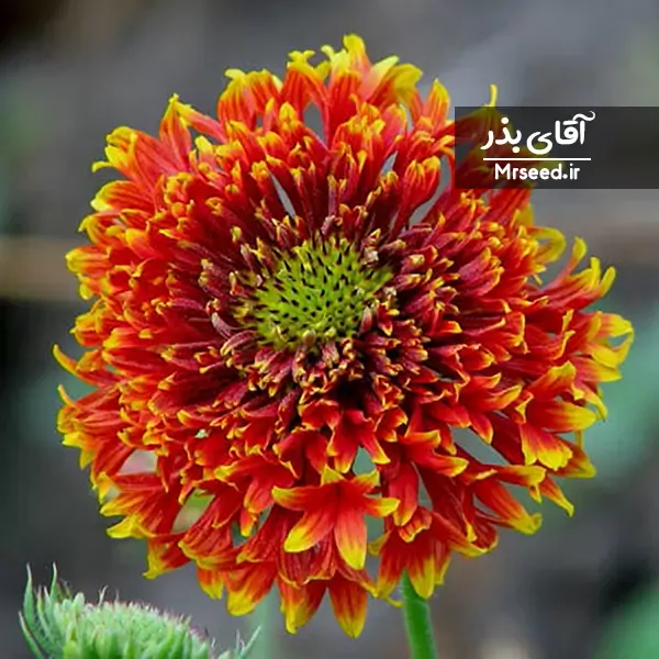 گل رعنا زیبا Blanket flower