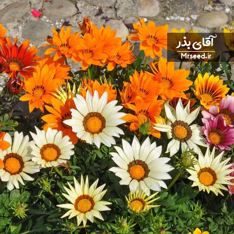 گل گازانیا Gazania