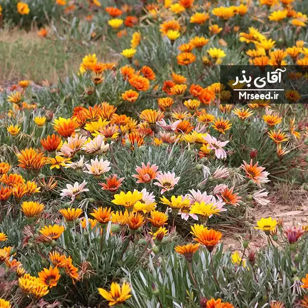 گازانیا Gazania flower