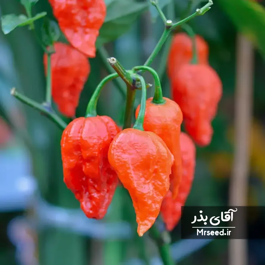 فلفل گوست ghost pepper