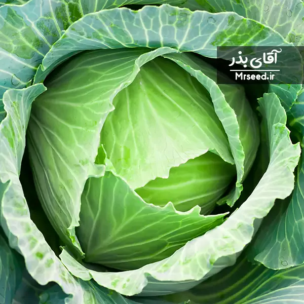 کلم سبز cabbage