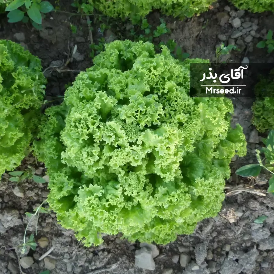 کاهو فر سبز lettuce