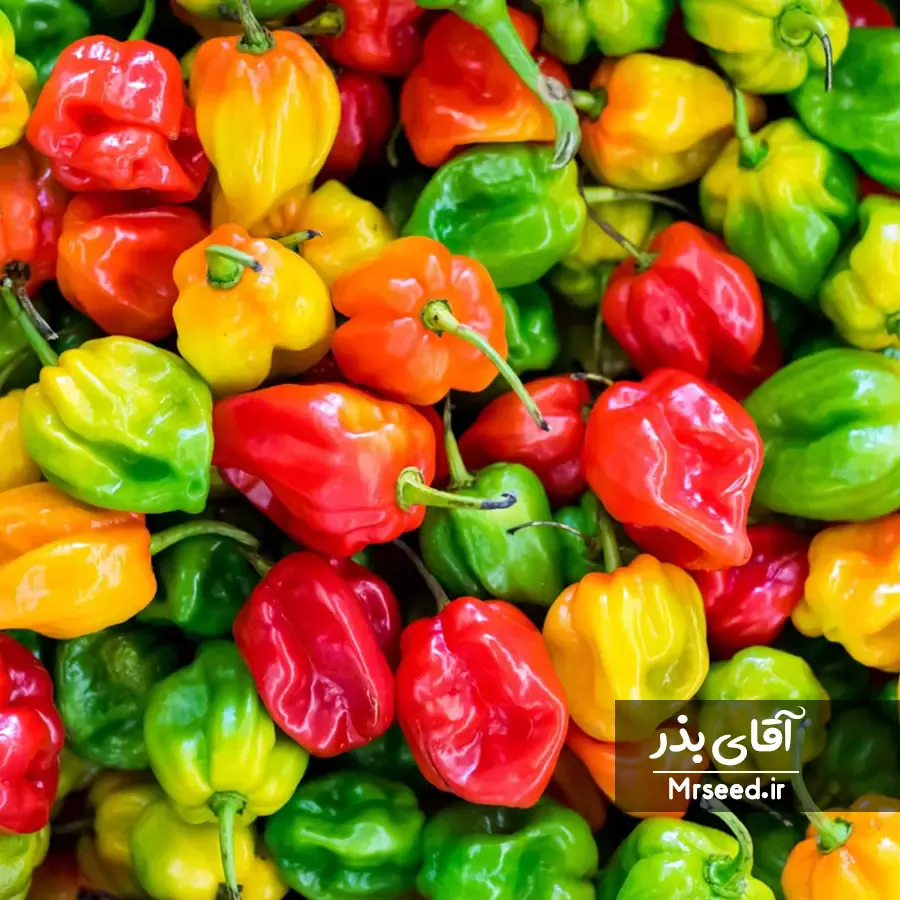 فلفل هابانرو habanero pepper