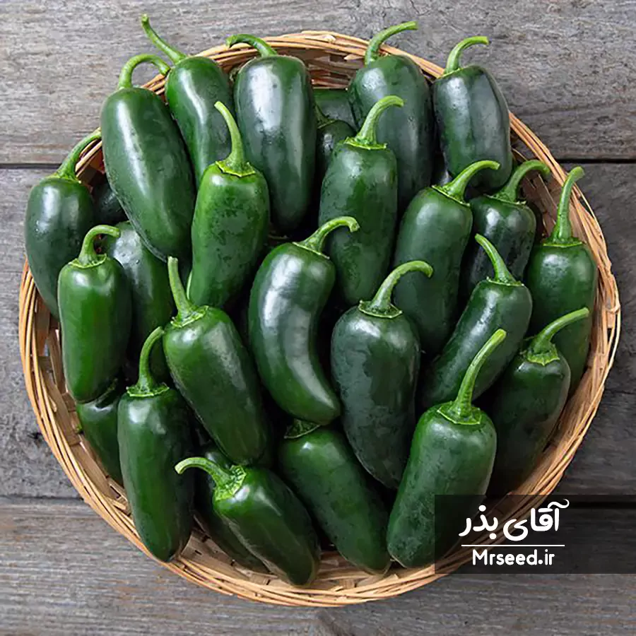 فلفل هالاپینو jalapeno pepper